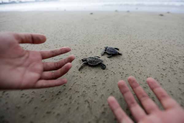 Aktivis lingkungan melepas tukik (anak penyu) lekang (Lepidochelys olivacea) hasil penangkaran di pantai Lhoknga, Aceh Besar.