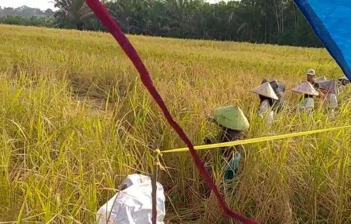 Petani sedang memanen padi di wilayah Provinsi Jambi.
