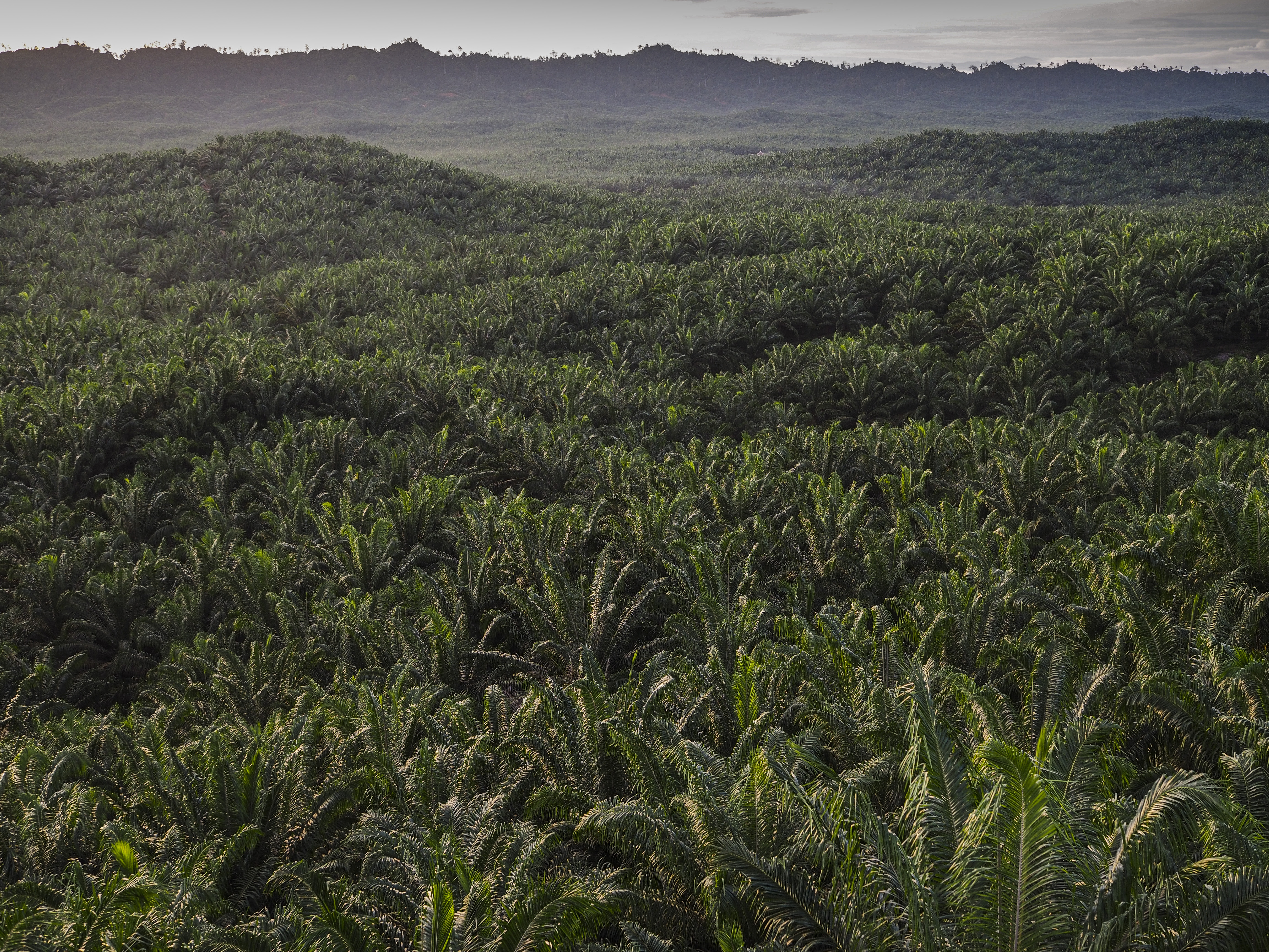 Tutupan lahan oleh kebun sawit.