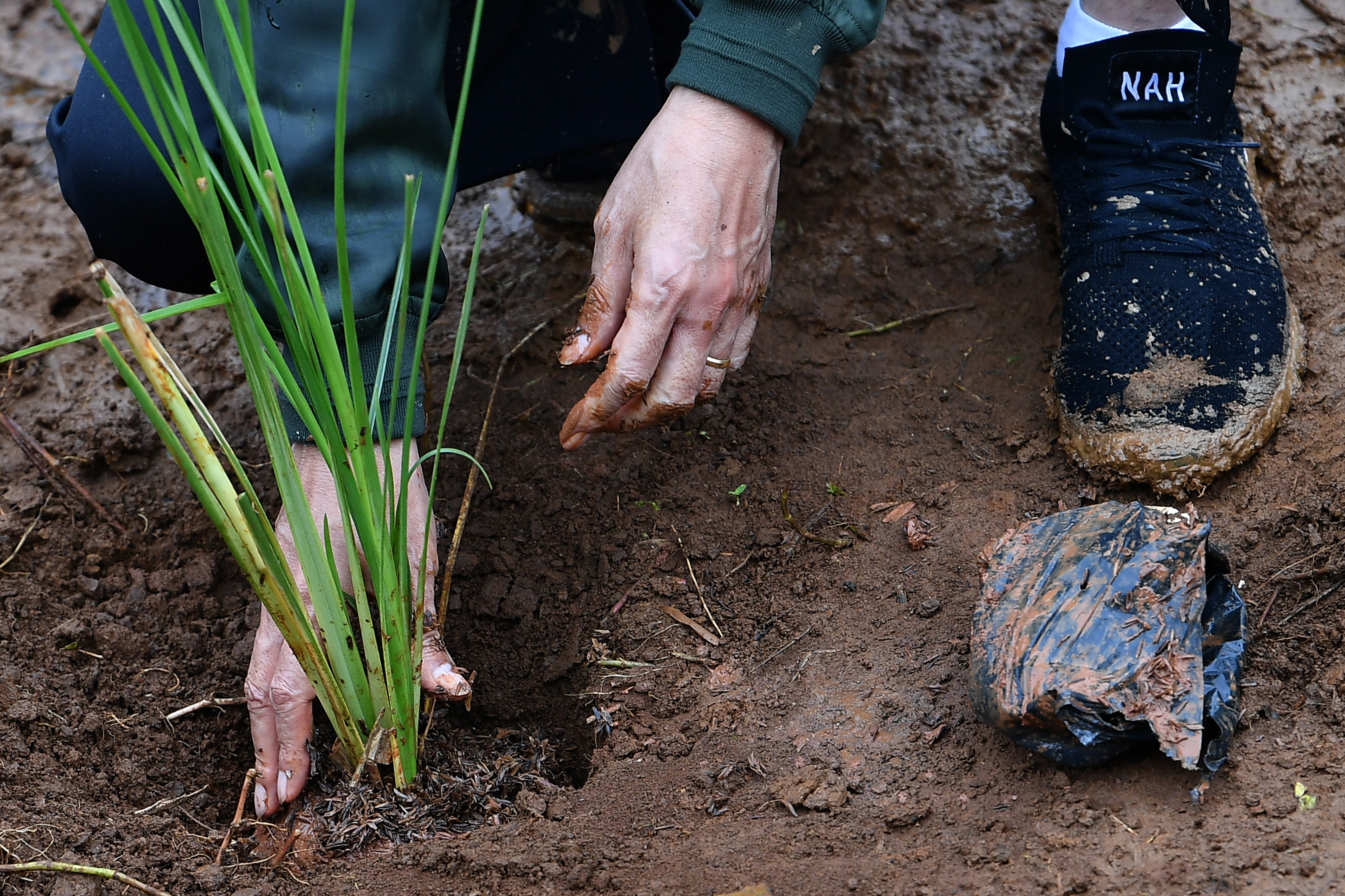 Penanaman bibit tanaman akar wangi atau vetiver untuk mencegah longsor.