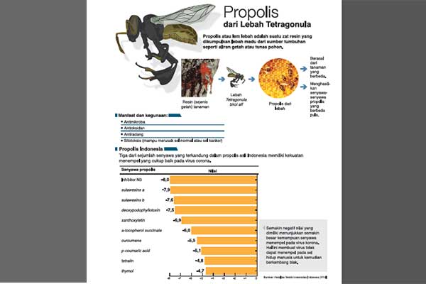 Penawar Virus Korona dari Propolis Lebah Tetragonula