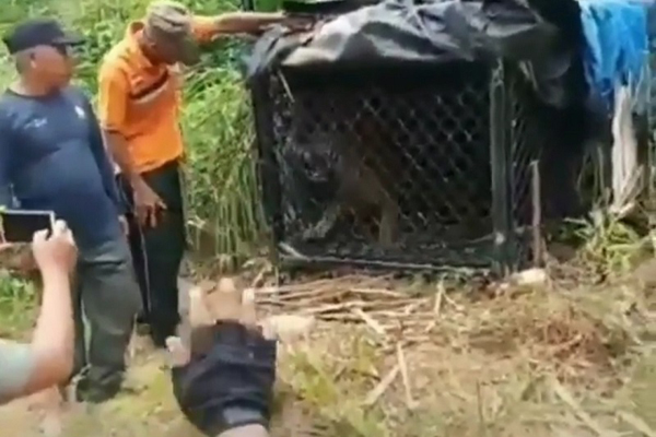 Harimau Sumatera yang Berhasil Ditangkap BKSDA di Subulussalam Aceh