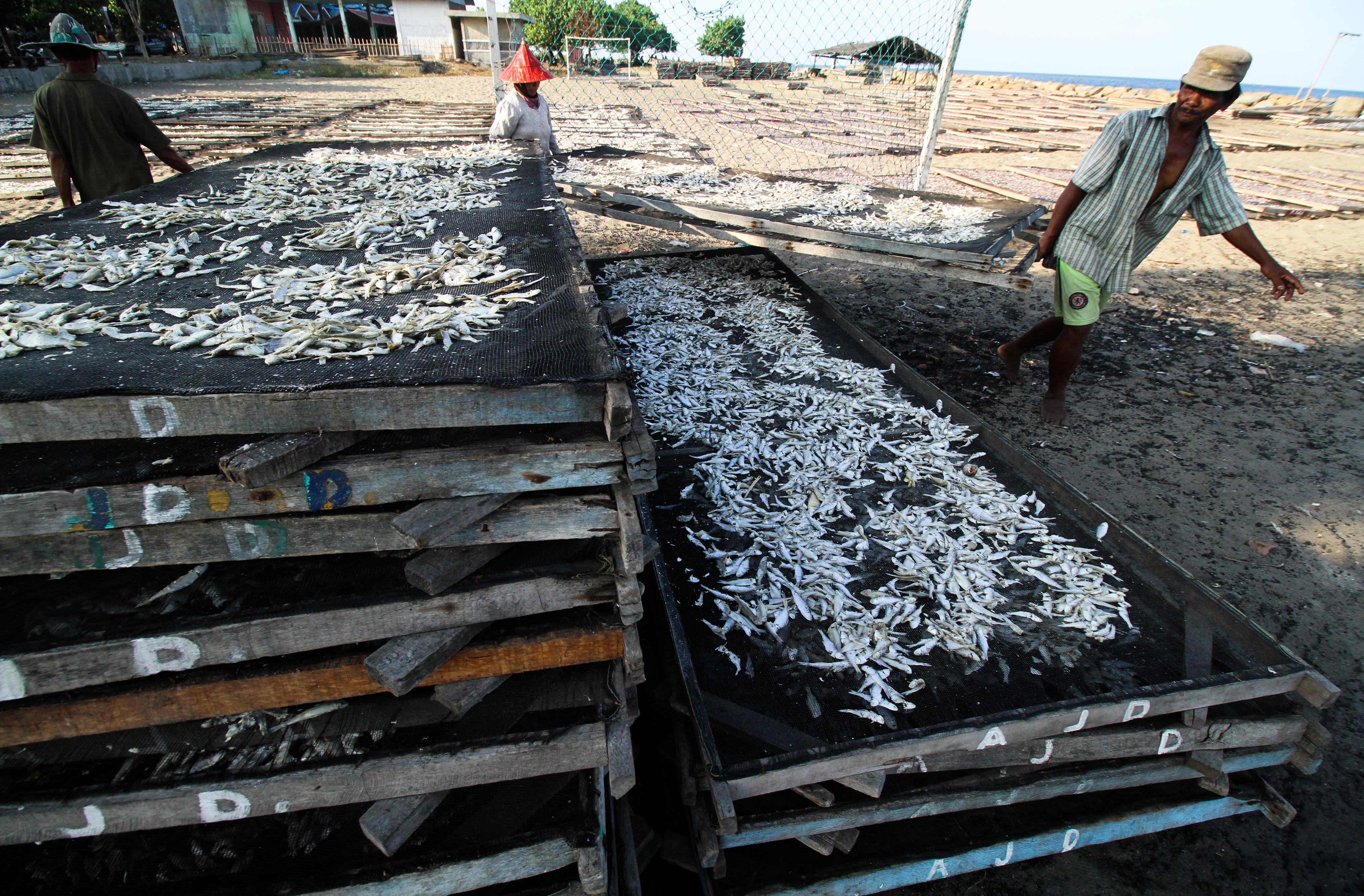 Pekerja mengangkut ikan jenis Kresek kualitas ekspor dalam proses pengeringan di kawasan pesisir Pusong, Lhokseumawe, Aceh, Sabtu (28/3/20)