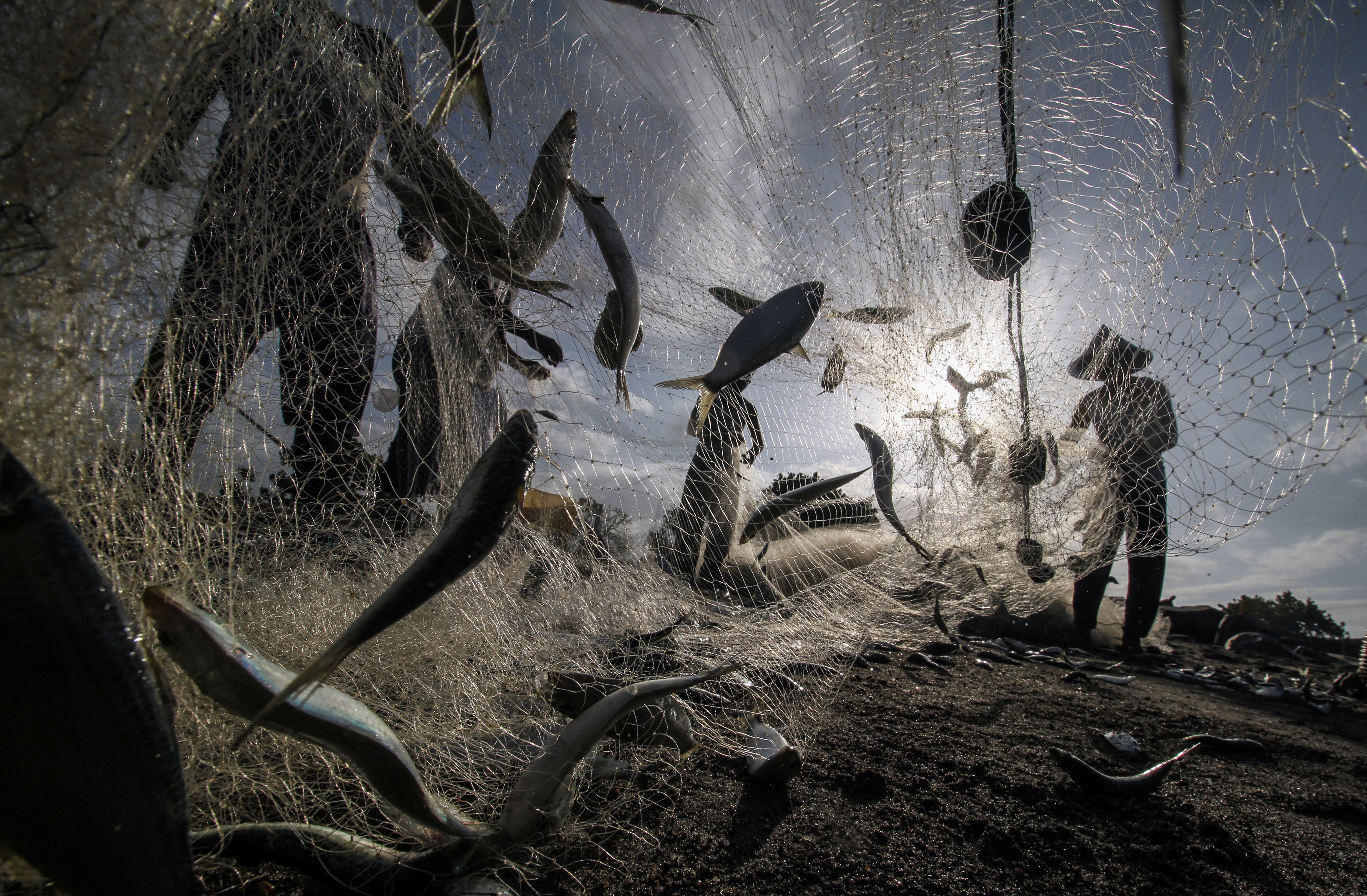 Nelayan melepaskan ikan dari jaring tambang di perairan laut Lhokseumawe, Aceh.