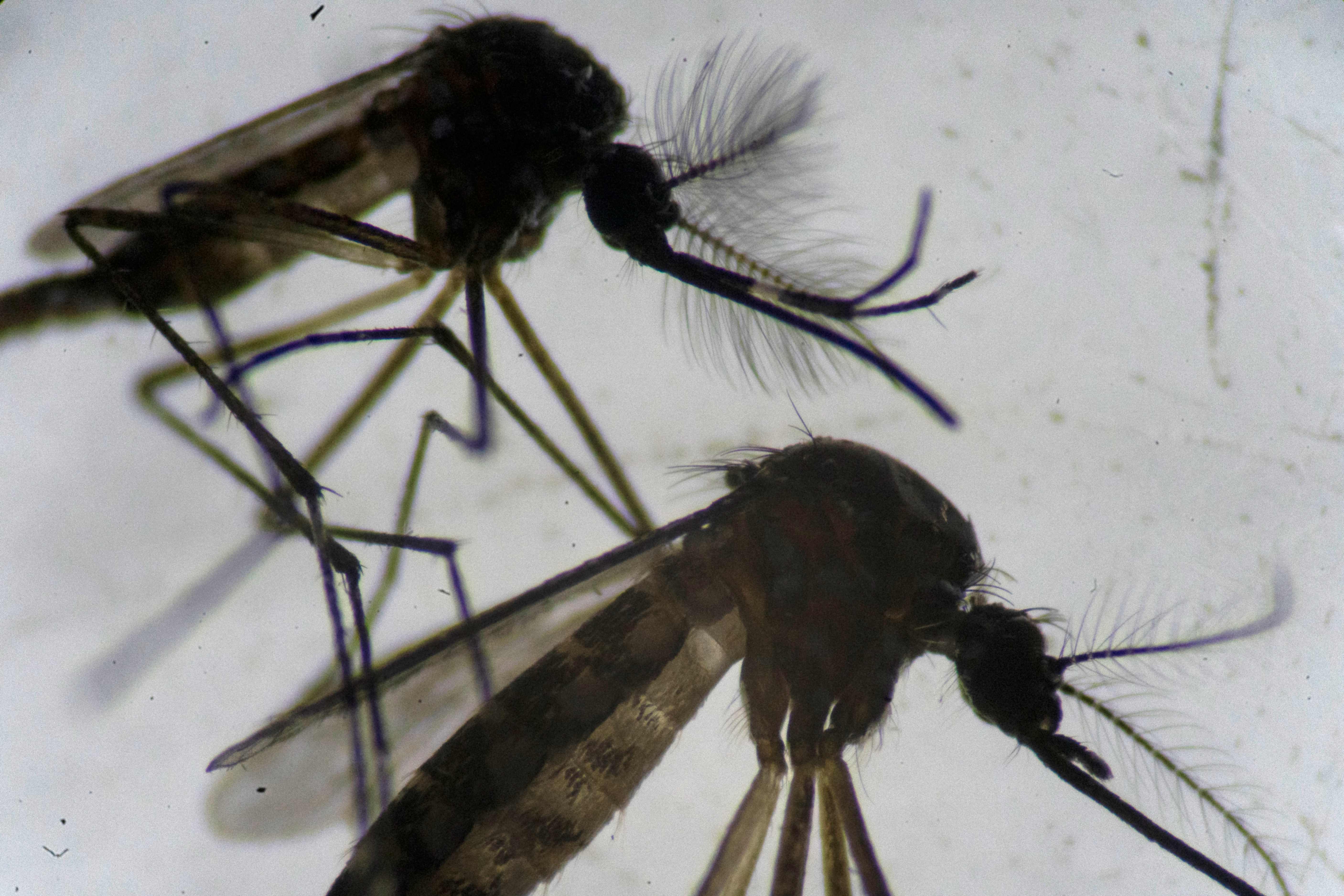 Nyamuk Aedes Aegypti