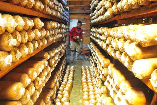 Jamur Liar Bikin Warga Tiga Desa Keracunan