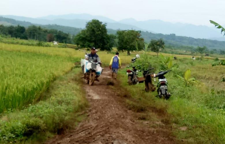 Petani tegah membawa gabah hasil panen padi di wilayah Kabupaten, Cianjur, Jawa Barat.  