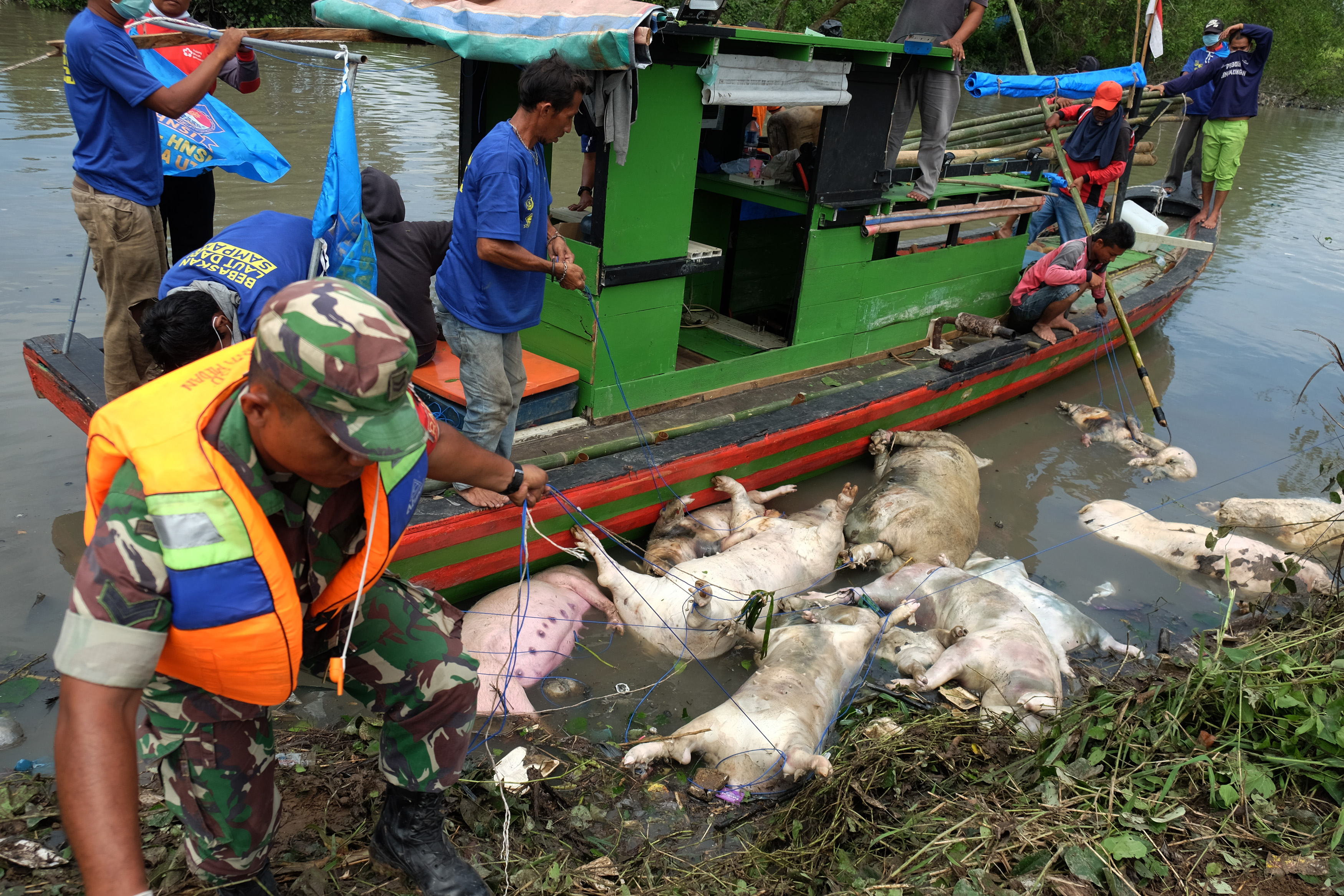 Personel Babinsa TNI mengangkat bangkai babi dari aliran Sungai Bederah, untuk dikubur, di Kelurahan Terjun, Medan, Sumut.
