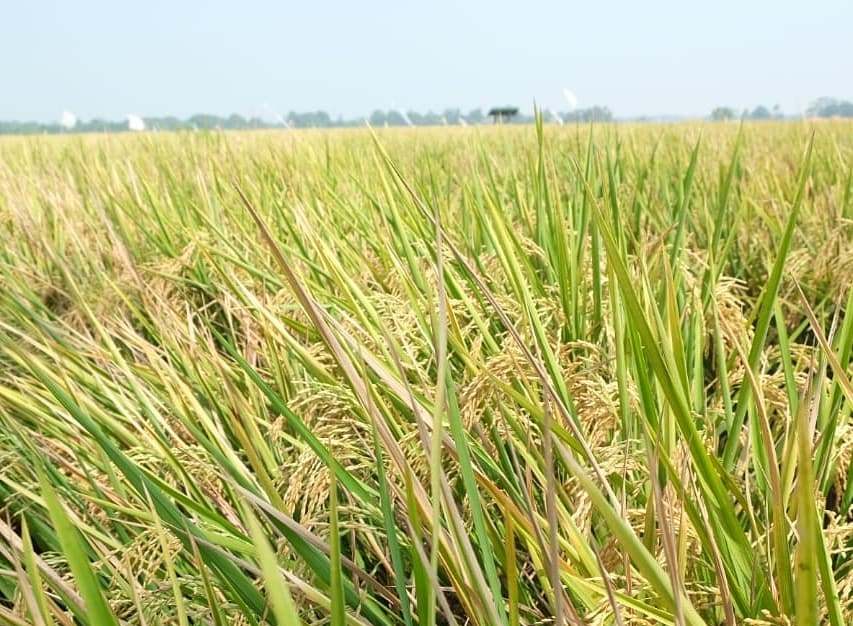 Petani di wilayah Provinsi Riau panen raya padi. 