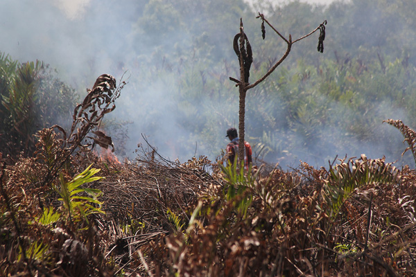 Seorang warga berada di semak belukar kering pada lahan yang terbakar di Desa Bagan Tanjung kabupaten Rokan Hilir, Riau, Selasa (13/8/2019).