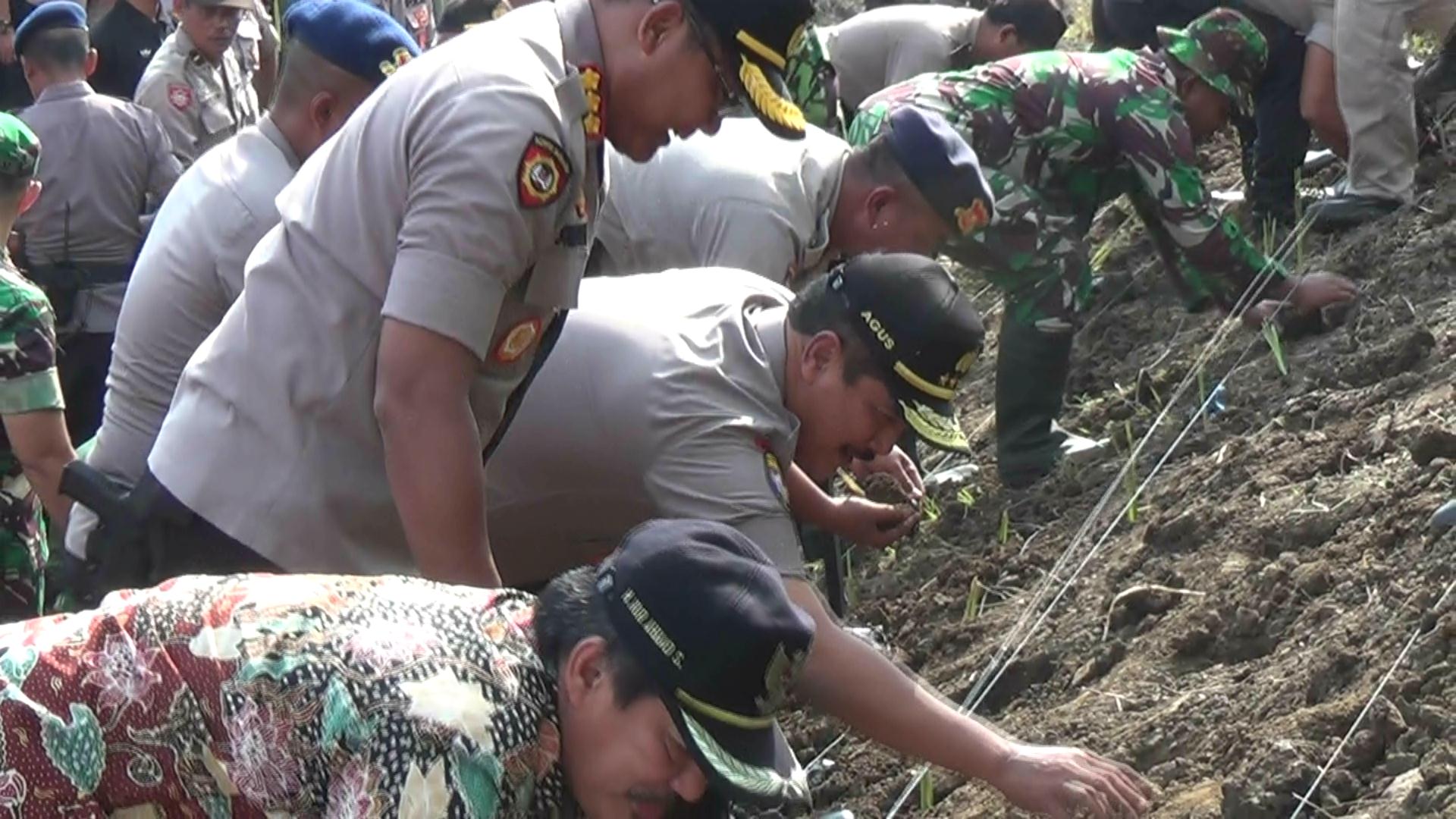 Polri dan TNI bersama Forkopimda Pemkab Sidoarjo melnanam 60 ribu rumput vetiver si sungai Porong