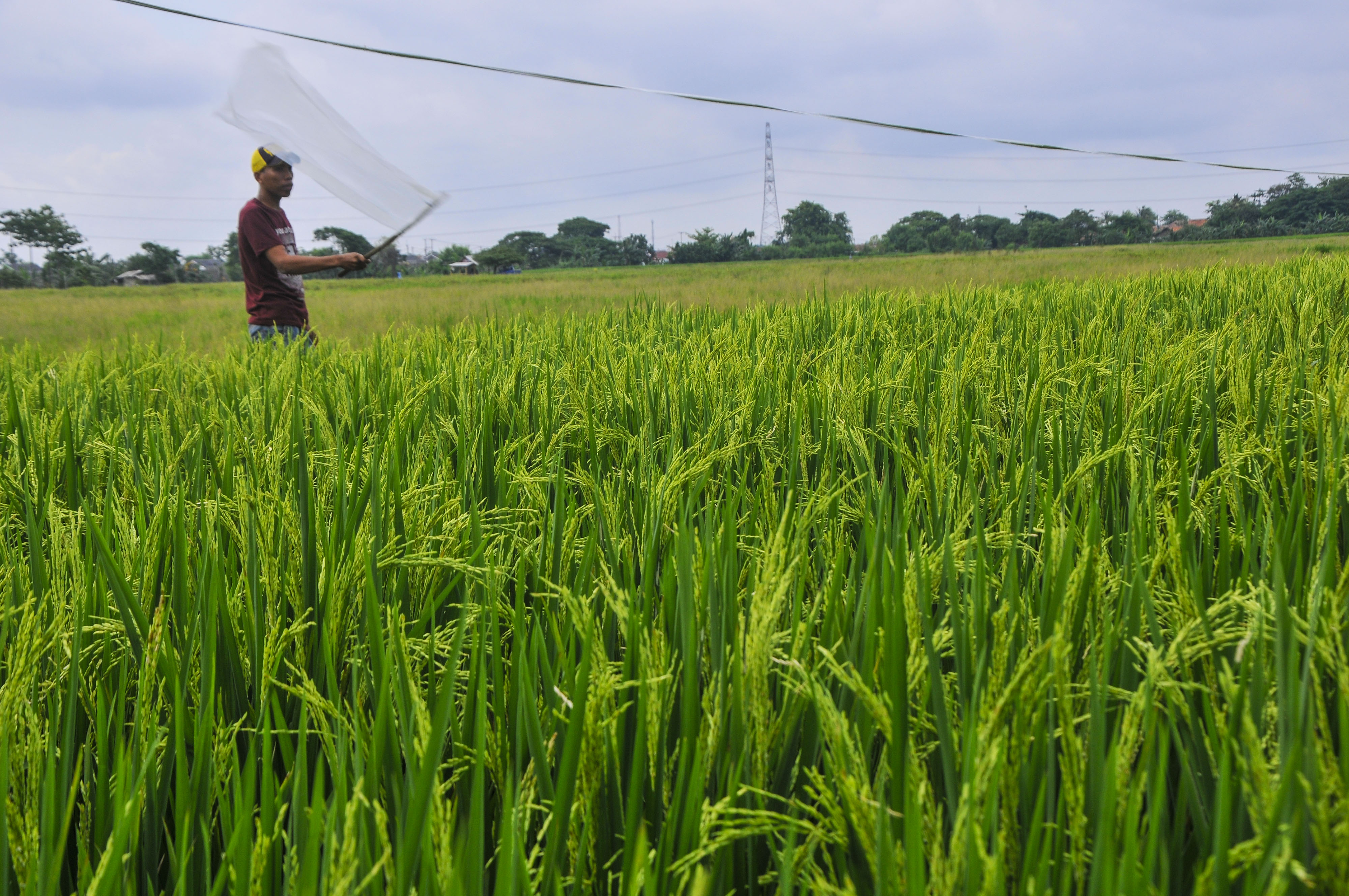 Petani mengusir hama burung pipit secara manual dengan plastik di areal sawah daerah Tambun, Kabupaten Bekasi, Jawa Barat.