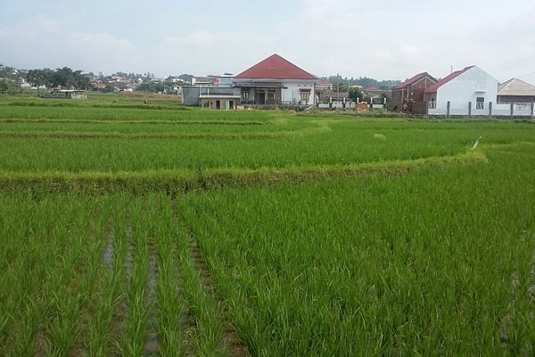  Siasati Alih Fungsi Lahan, Modernisasi Pertanian Dongkrak Produksi Padi di Jateng.