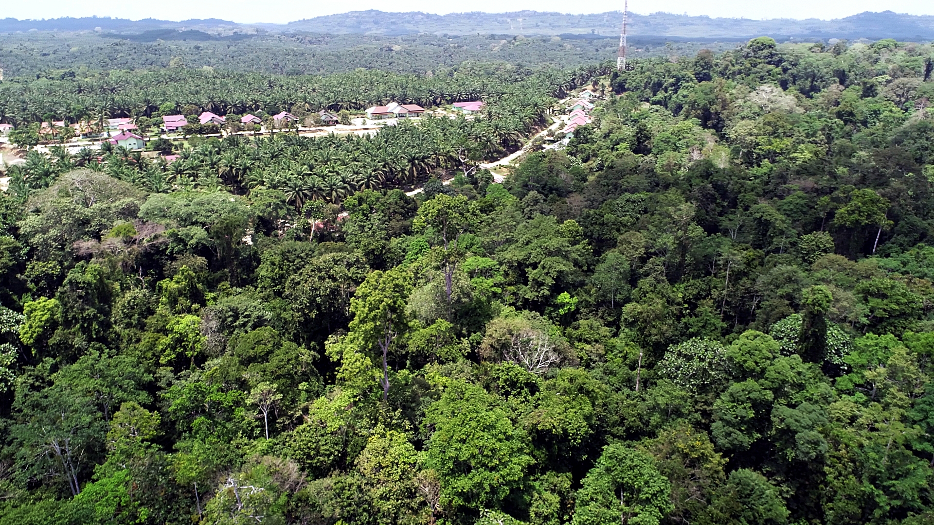 Tudingan Sawit Penyebab Deforestasi hanya Ilusi