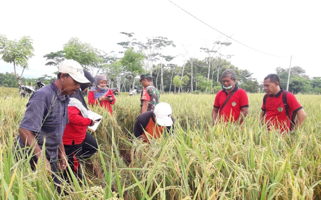 Petani siap memanen padi di wilayah Provinsi Bali.