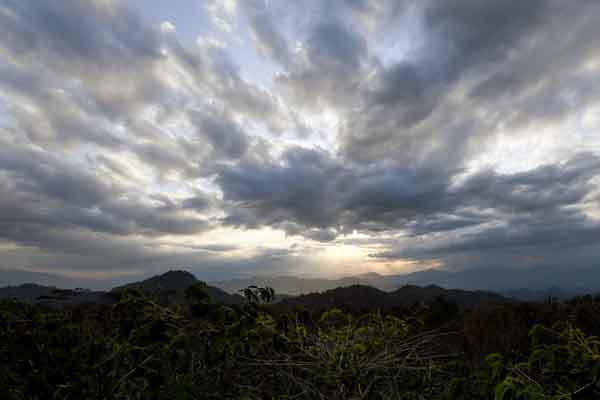Perkebunan kopi di Toraja