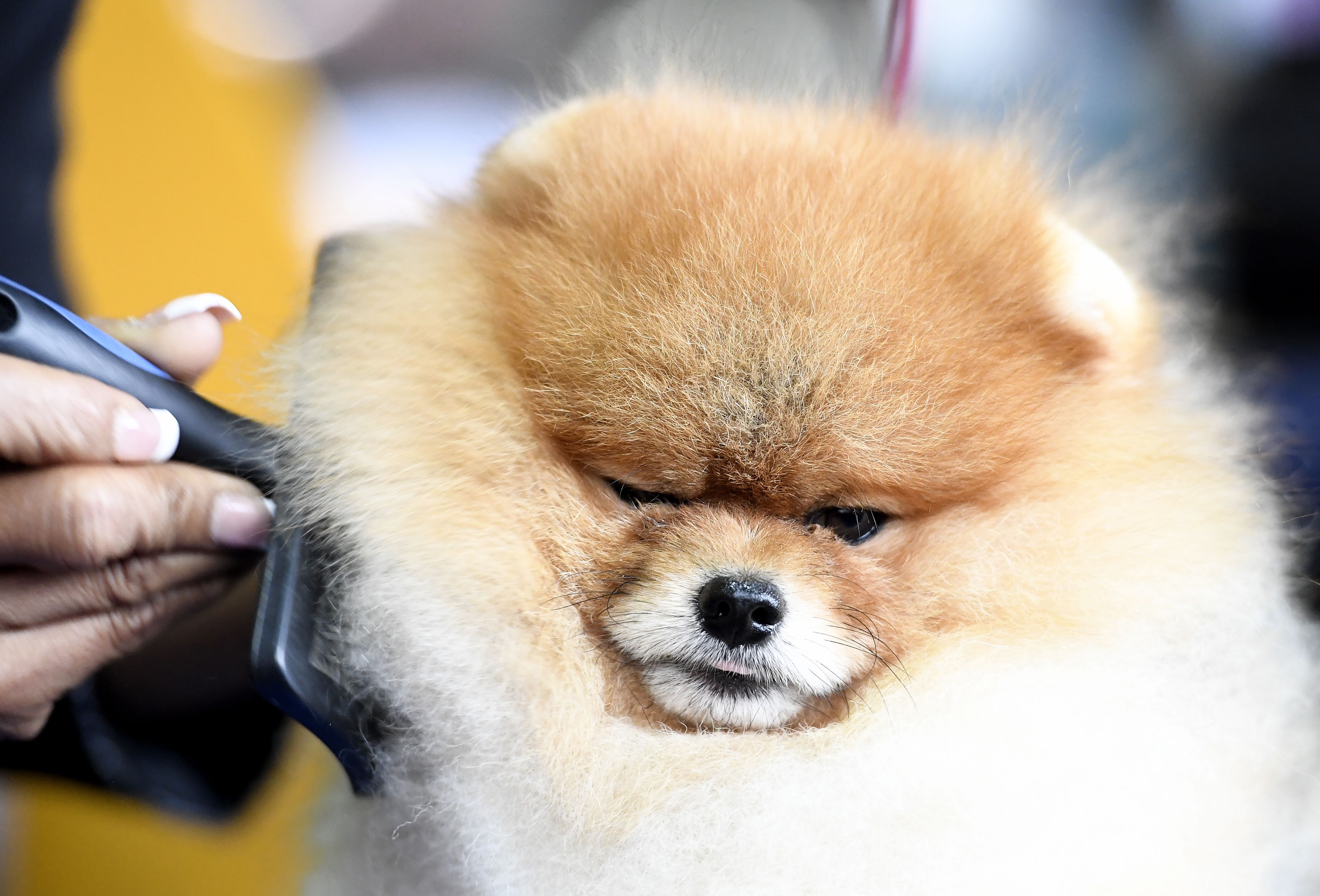 Ilustrasi anjing ras pomenaria