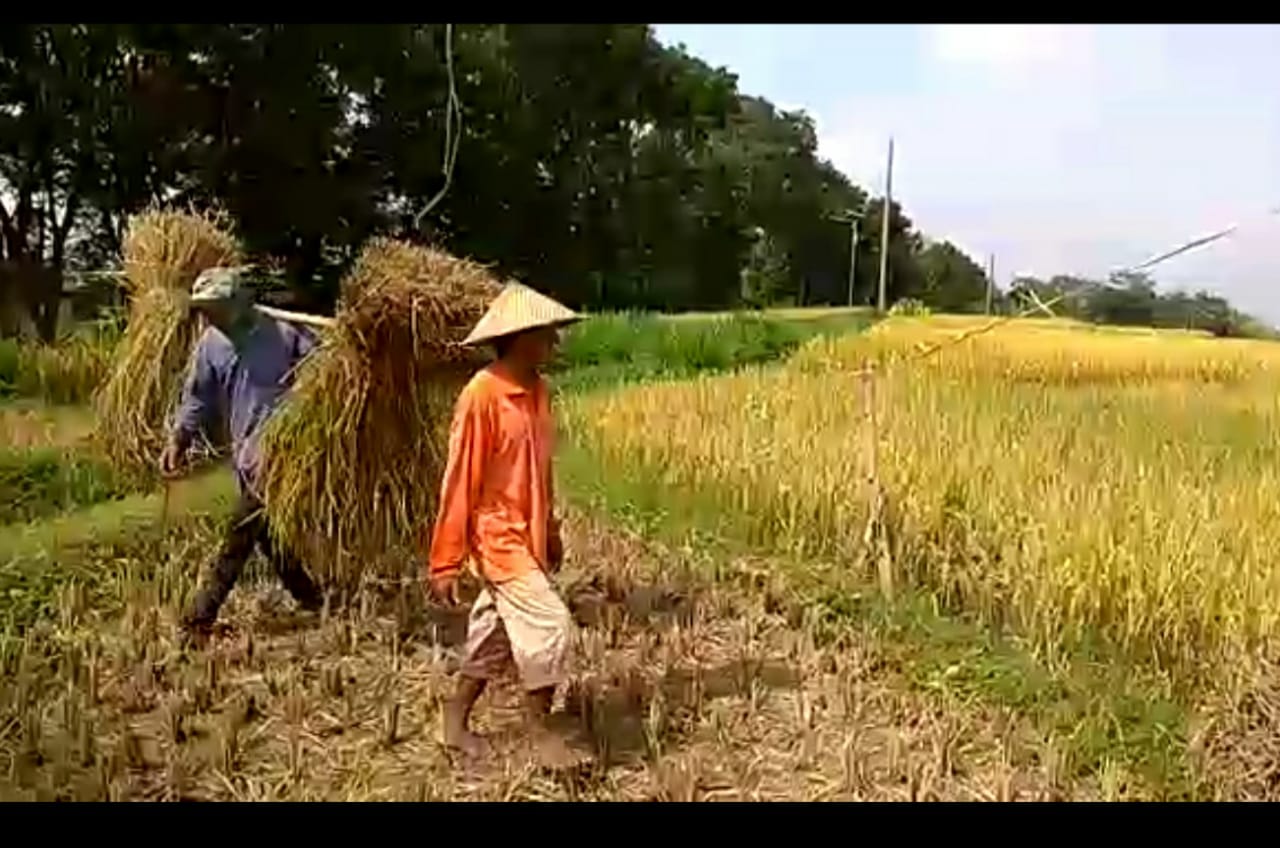 Hamparan padi menguning di Tuban siap dipanen.