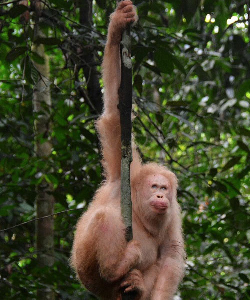 Orangutan Albino Satu-Satunya di Dunia Bisa Beradaptasi di Hutan 