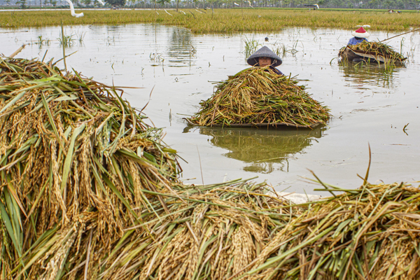 Petani membawa padi yang terendam banjir di areal persawahan Desa Karangligar, Karawang, Jawa Barat, Minggu (29/12/2019).