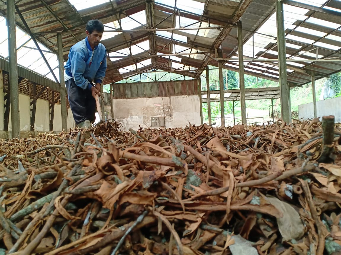 Populasi pohon kina di Indonesia yang disebut-sebut bisa menyembuhkan corona kian menyusut