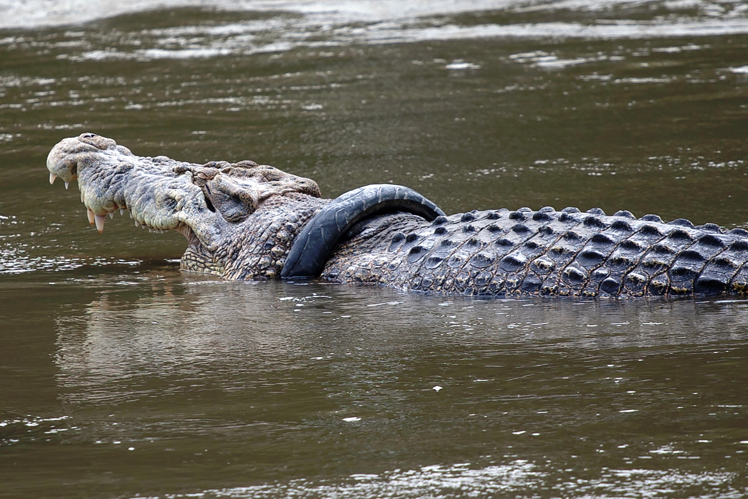 Buaya berkalung ban.