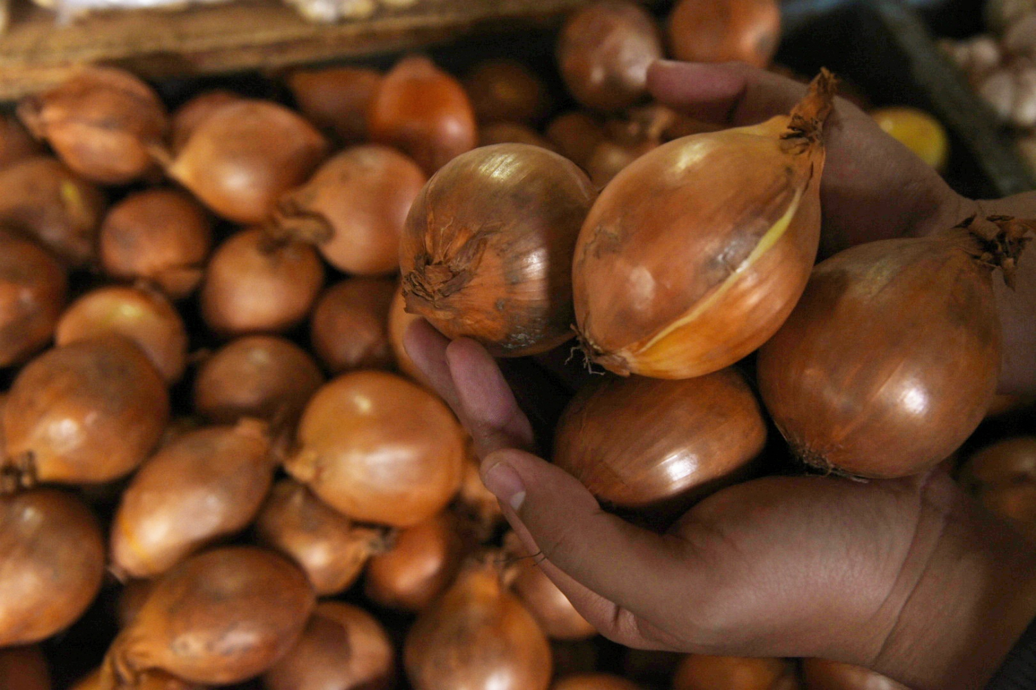 Harga bawang bombay terpengaruh wabah korona.