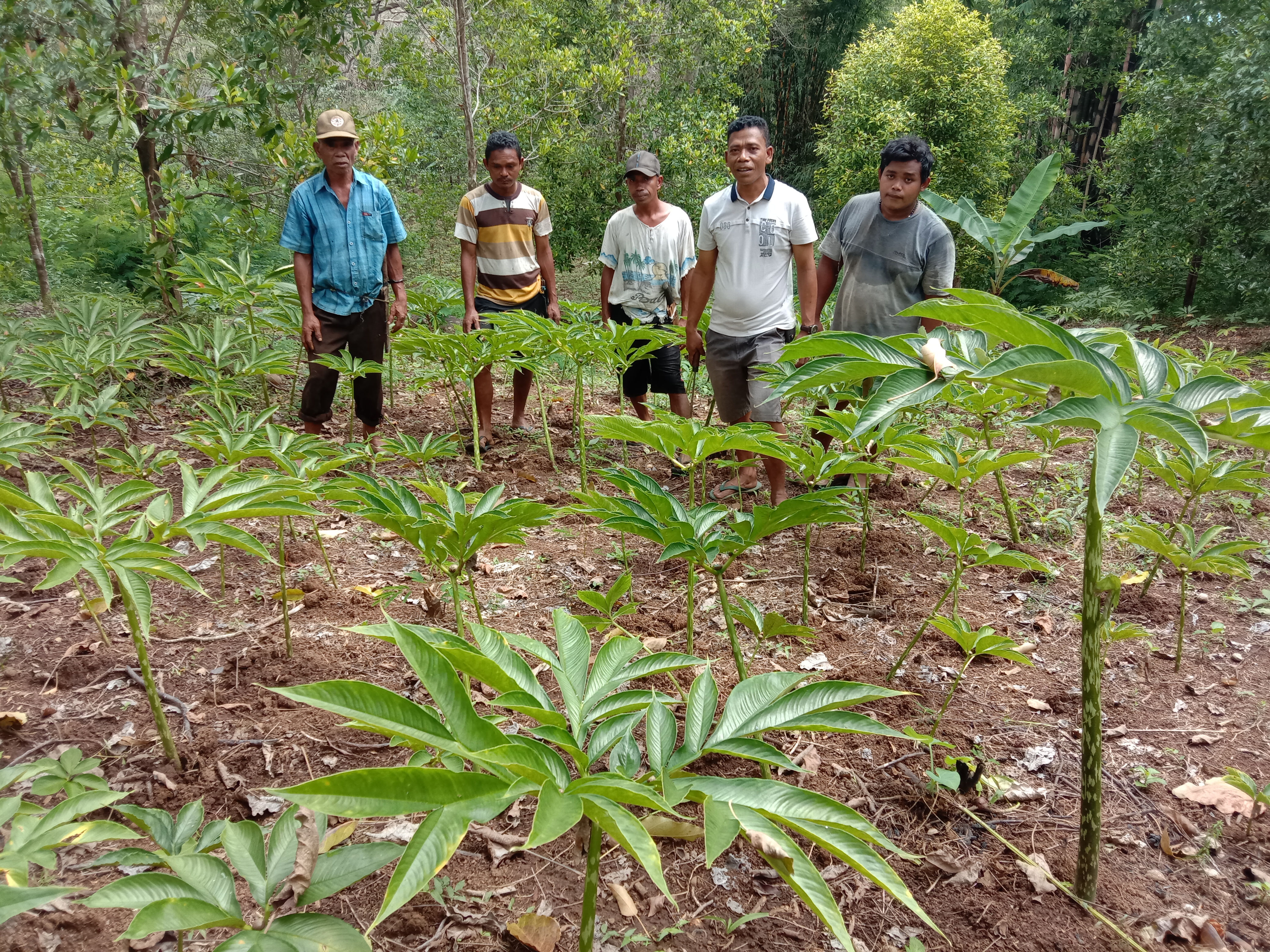 Para petani di Kecamatan Mbliling, Manggarai Barat, NTT budidaya tanaman porang yang diekspor ke beberapa negara. 
