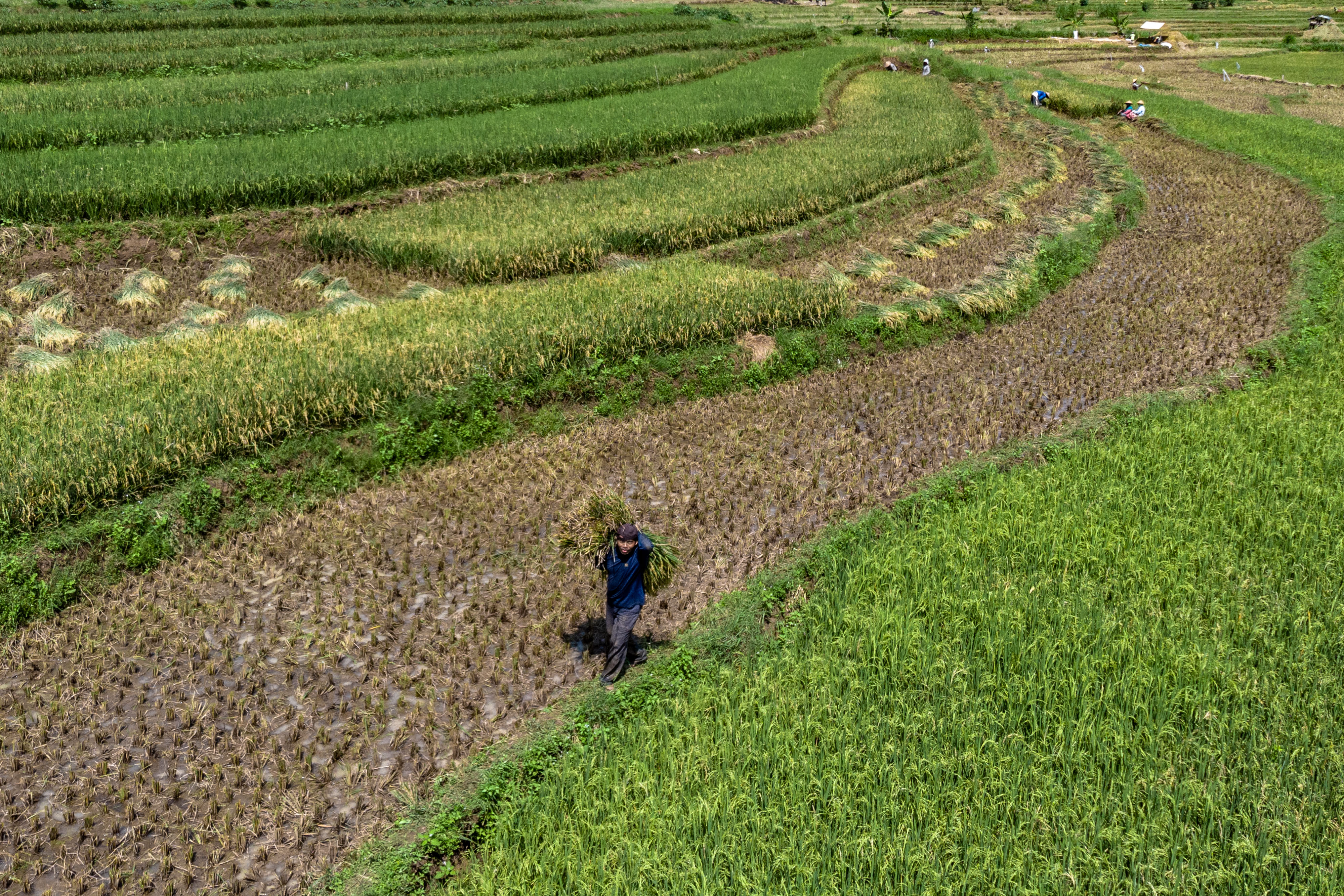 Lahan pertanian di Semarang, Jawa tengah