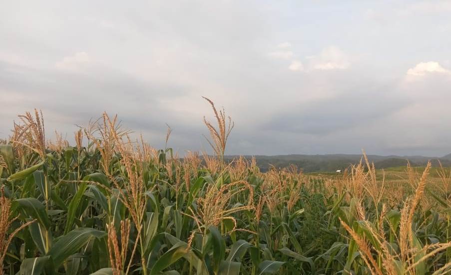 Areal perkebunan jagung di Kabupaten Lebak, Banten.