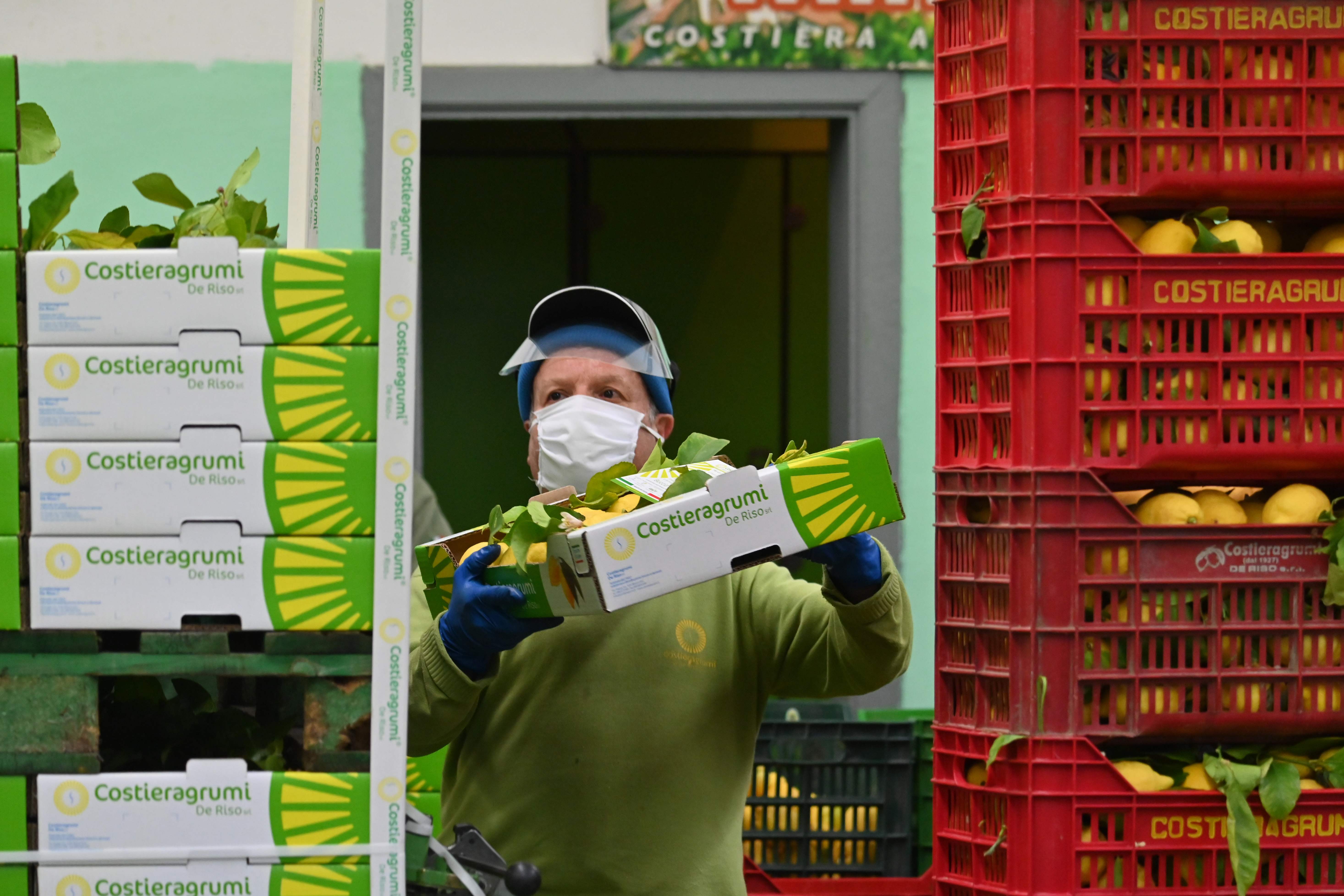 Seorang pekerja menyiapkan lemon untuk kemasan selama panen di 'Costieragrumi De Riso' di Minori, Selatan Napoli, Jumat (24/4).