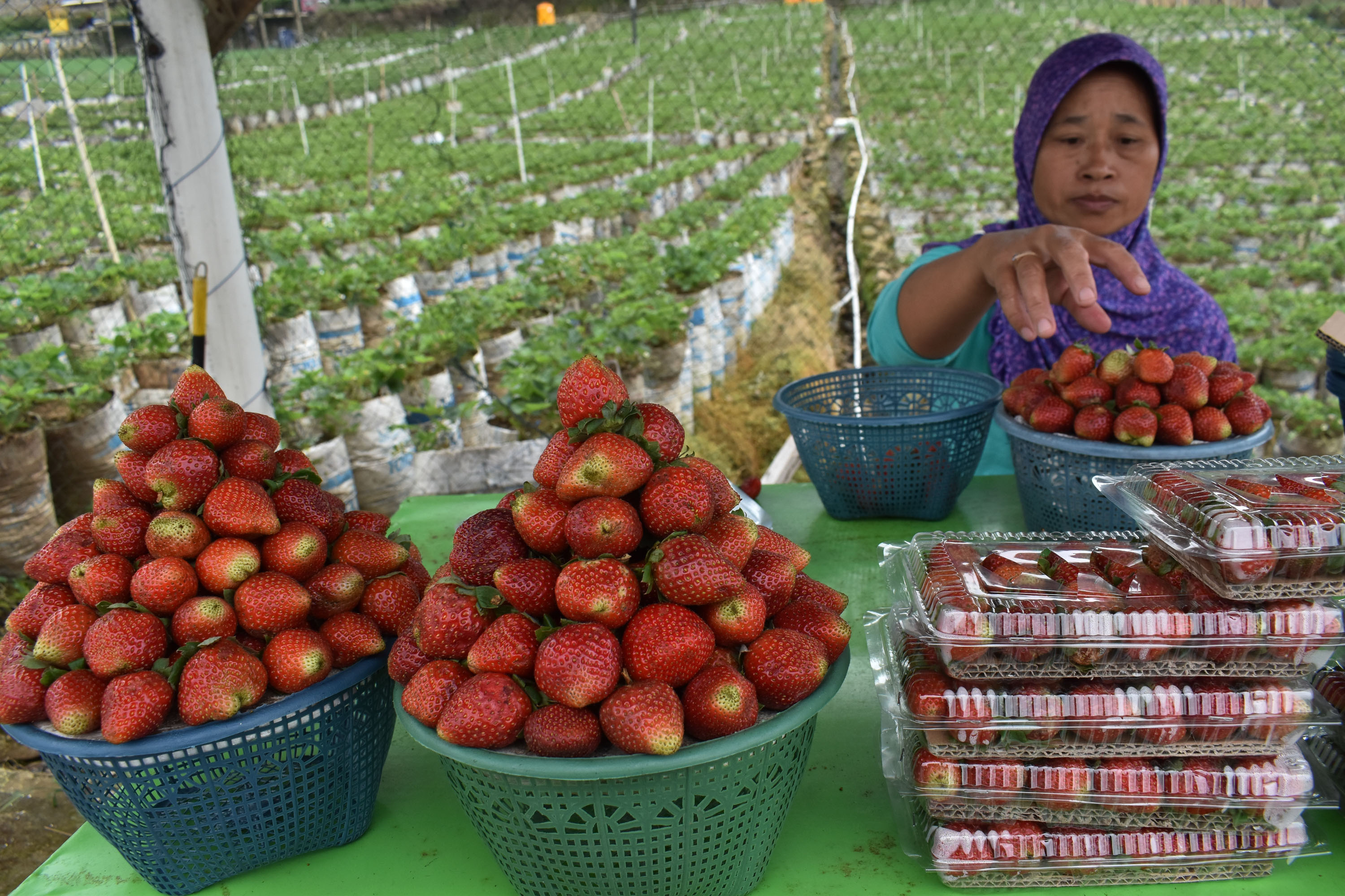 Buah stroberi kaya akan vitamin C