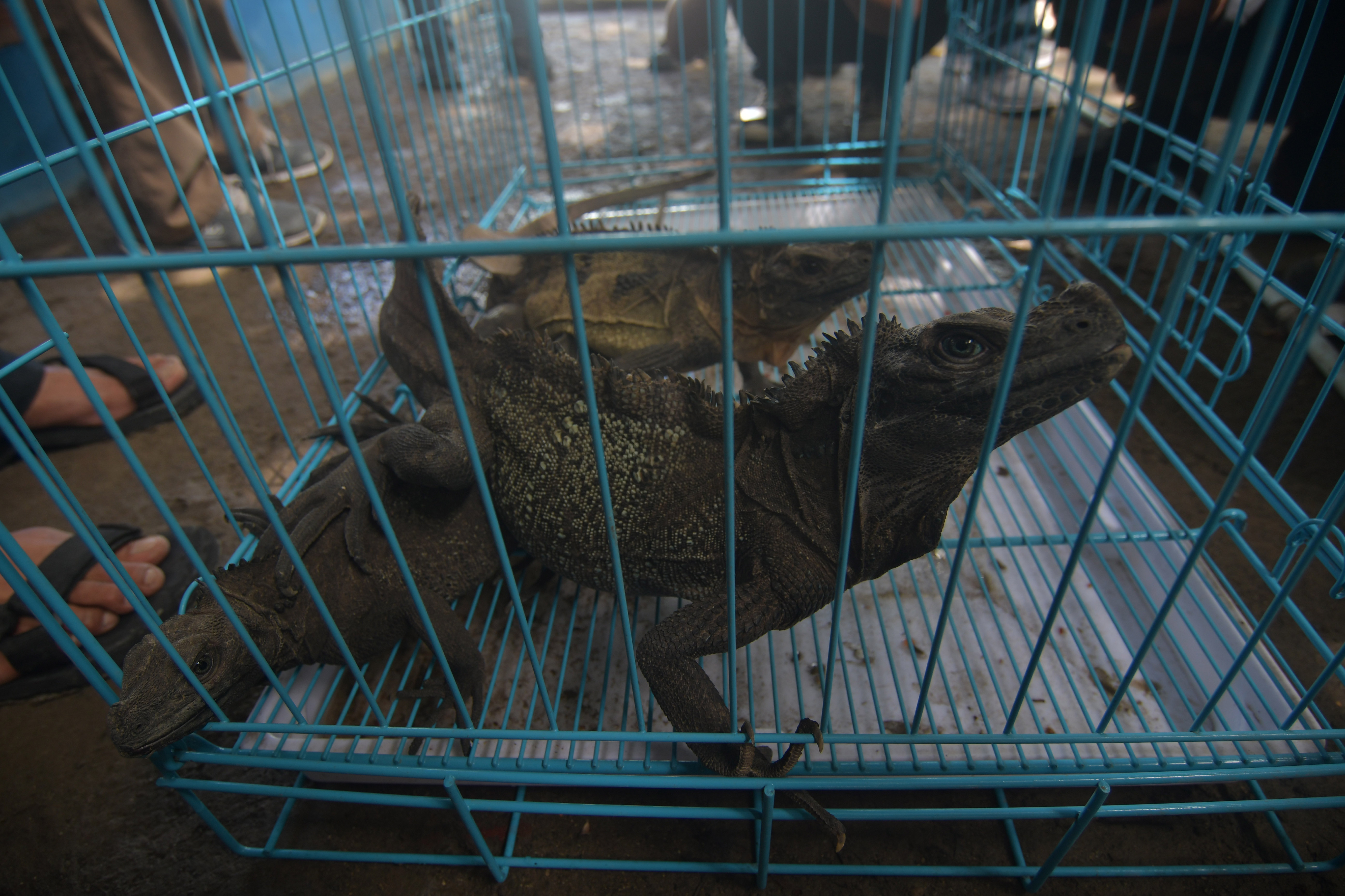 PENYERAHAN SATWA SITAAN Soa layar  hasil sitaan BKSDA Jawa Timur berada di dalam kandang saat diserahterimakan kepada petugas BKSDA Sulawesi