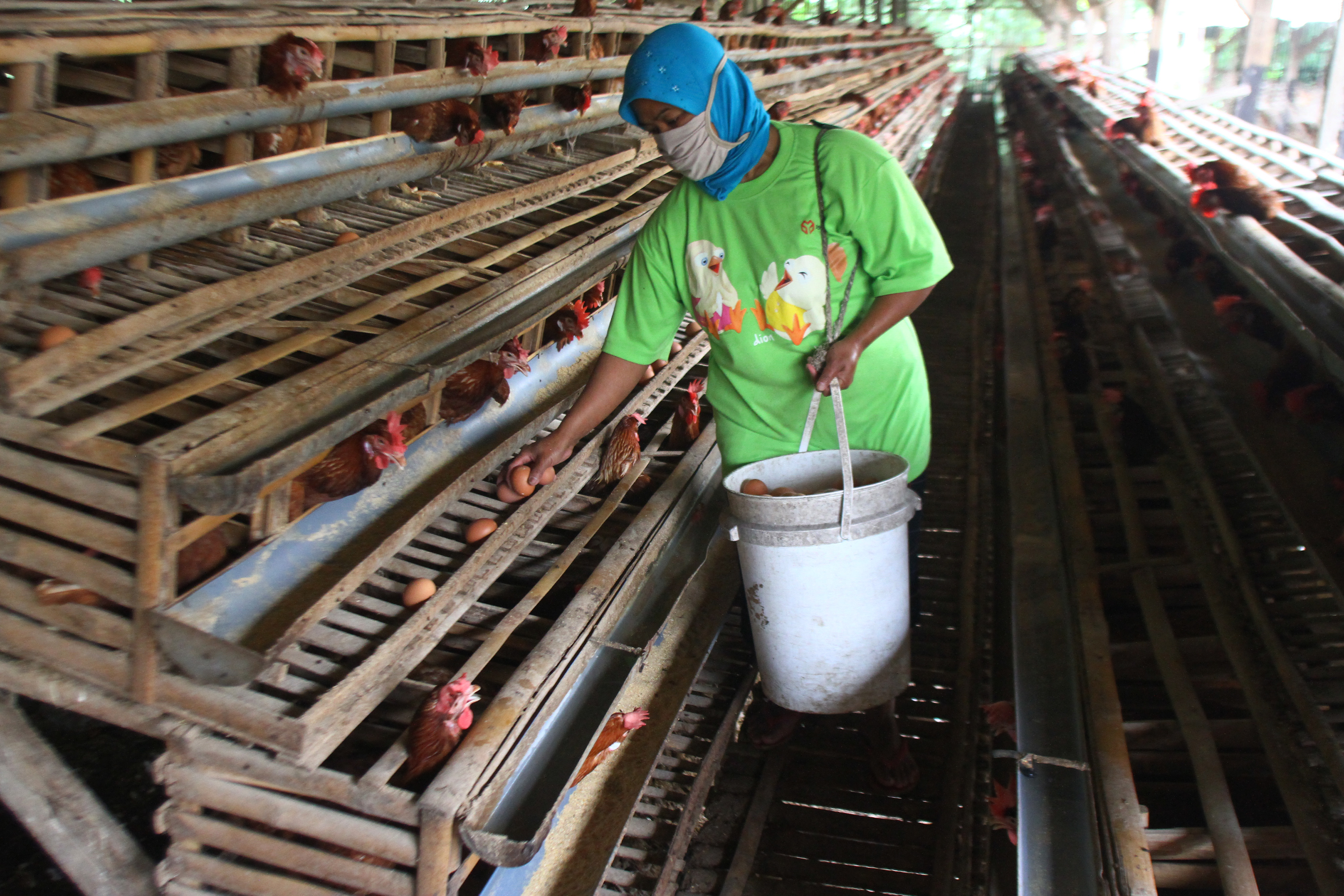 Peternak memanen telur di kandang ayam petelur di Malang, Jawa Timur, Sabtu (29/2/2020). 
