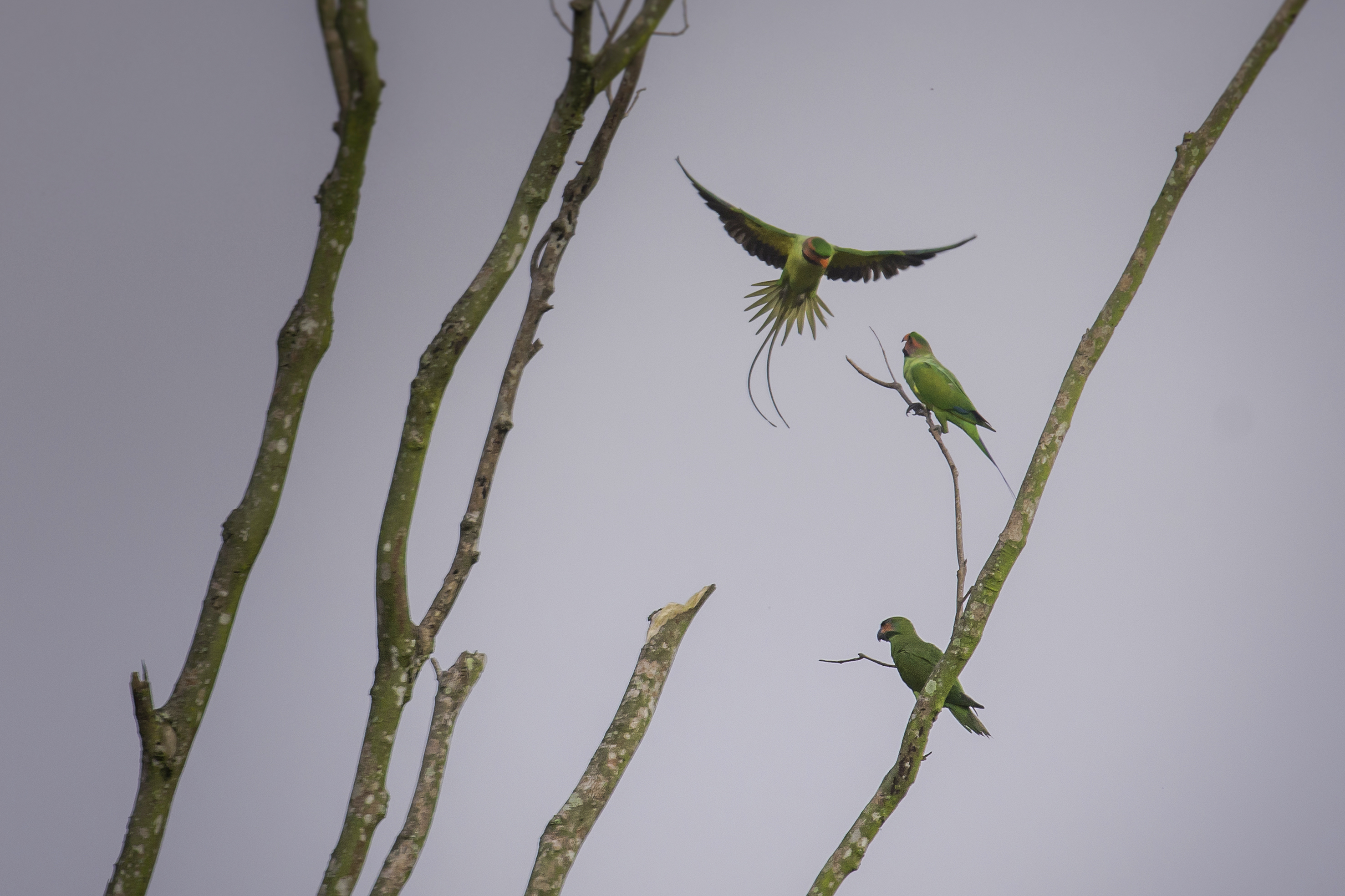 Sejumlah burung Betet liar terlihat terbang  di Taman Hutan Raya Sultan Syarif Hasyim, Provinsi Riau