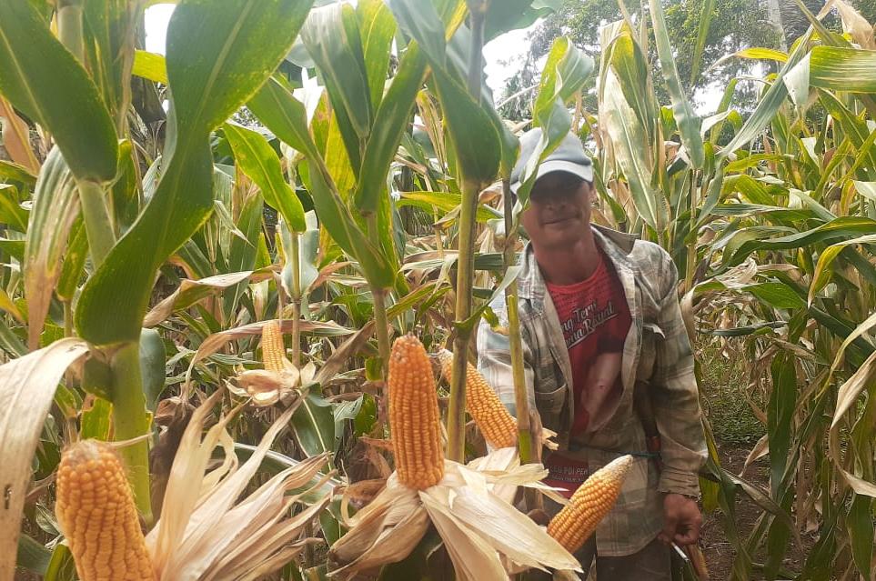 Para petani jagung melakukan panen raya di wilayah Sulawesi Utara.  