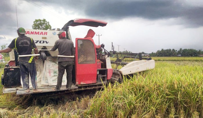 Petani di Kabupaten Banggai, Sulteng tetap produktif di tengah pandemi korona.