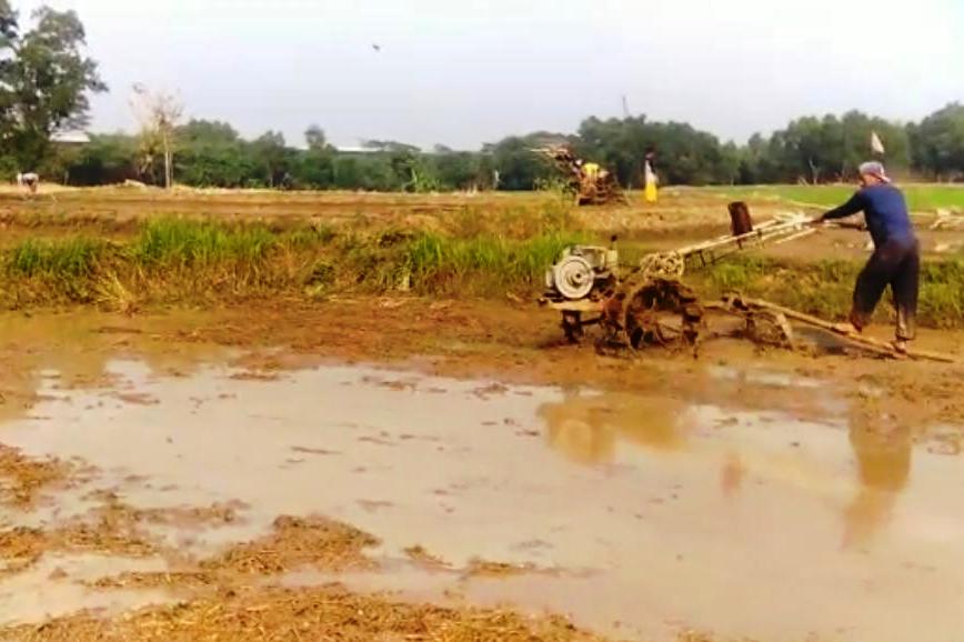 Petani bajak sawah gunakan traktor.
