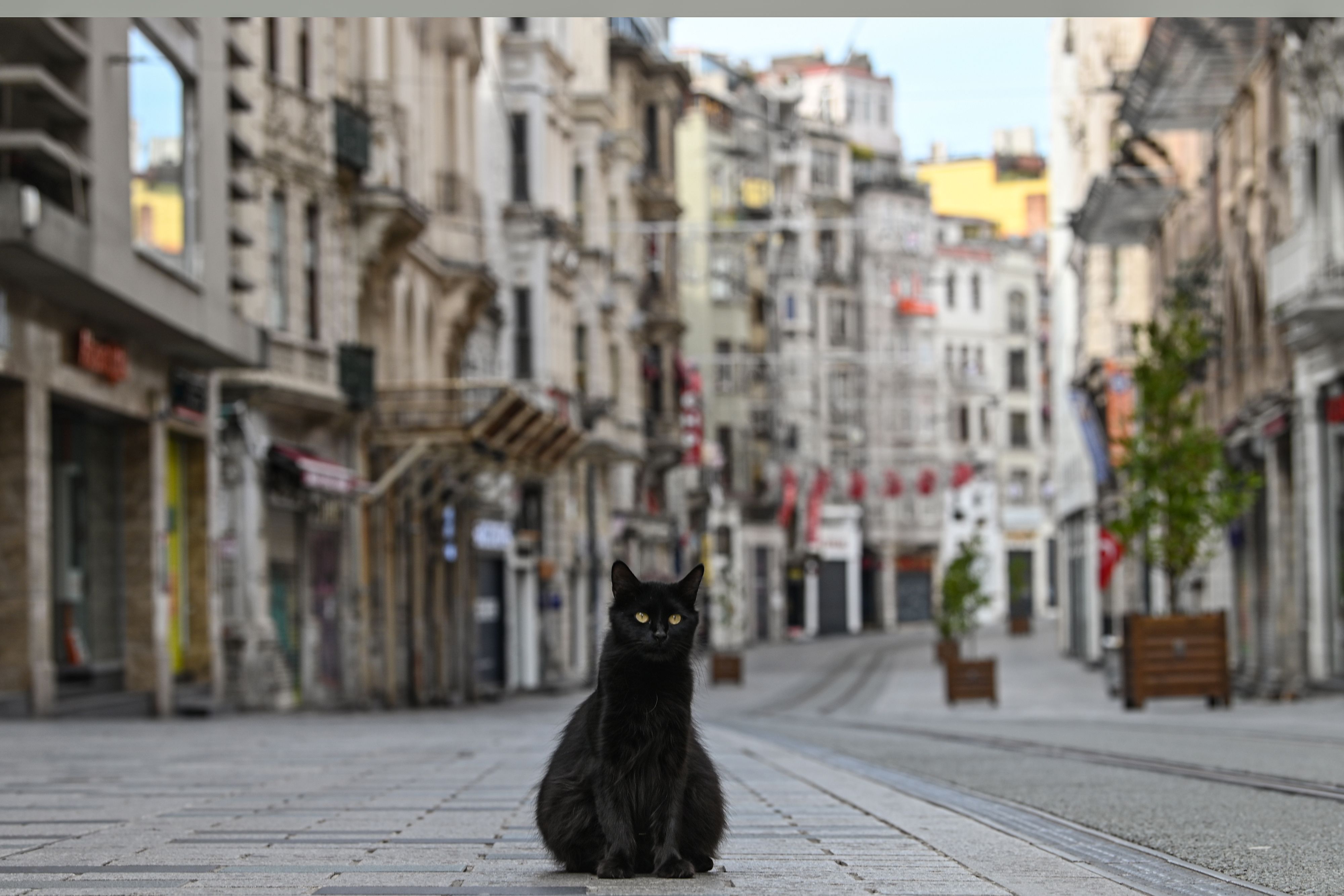 Seekor kucing berdiri di tengah kawasan pertokoan Istanbul, Turki, yang sepi akibat pandemi covid-19.