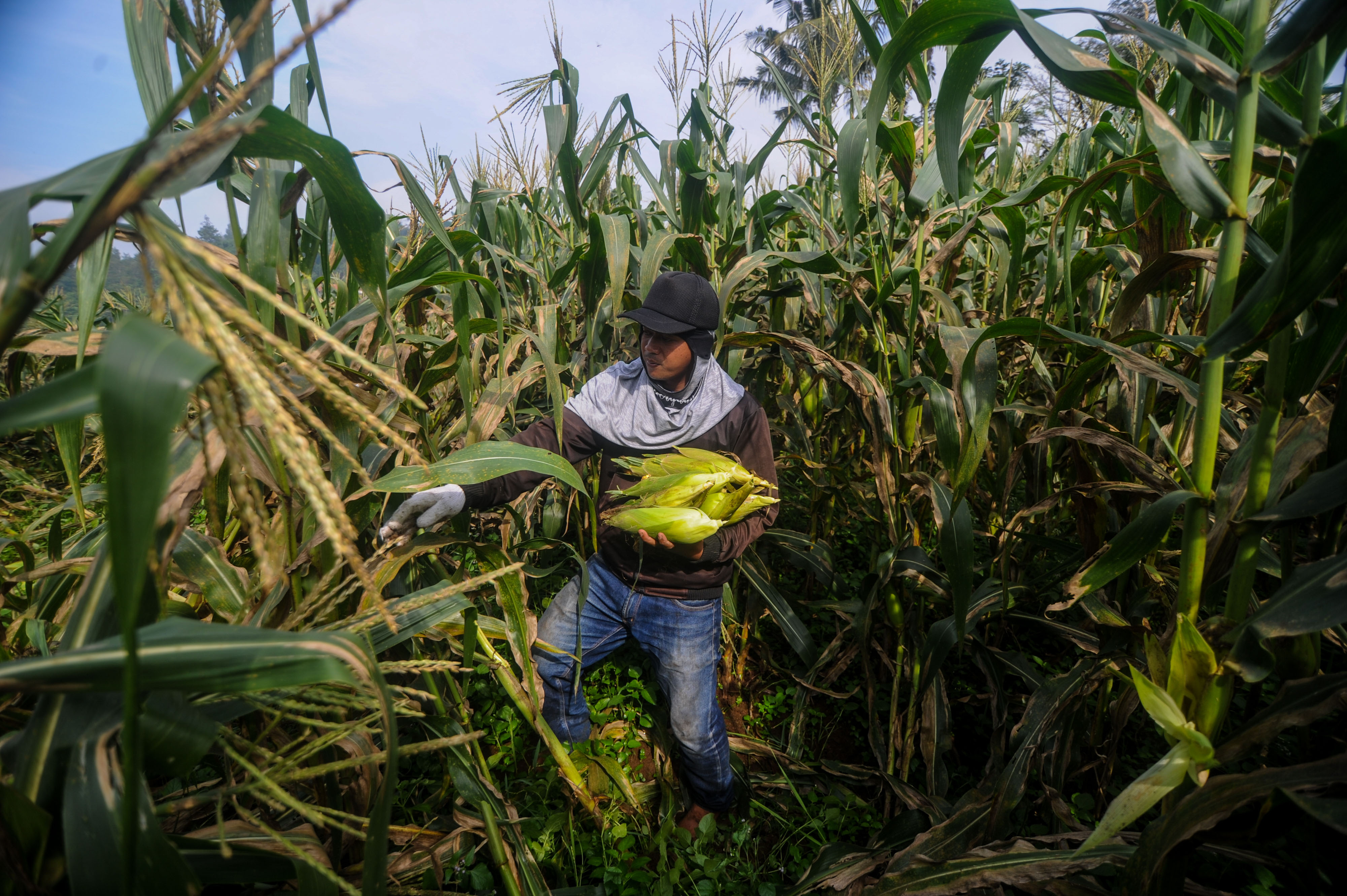 Buruh tani memanen jagung di Cilengkrang, Kabupaten Bandung, Jawa Barat, Kamis (26/3/2020). 