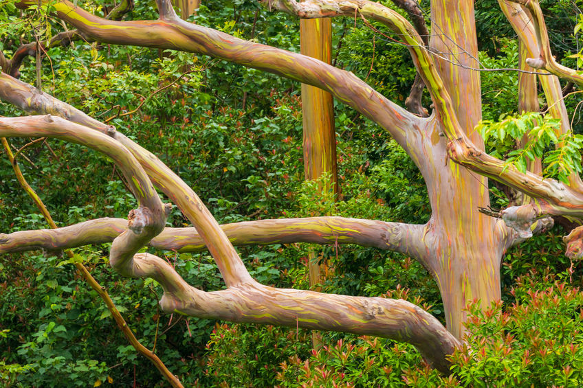 Pohon Eukaliptus Pelangi