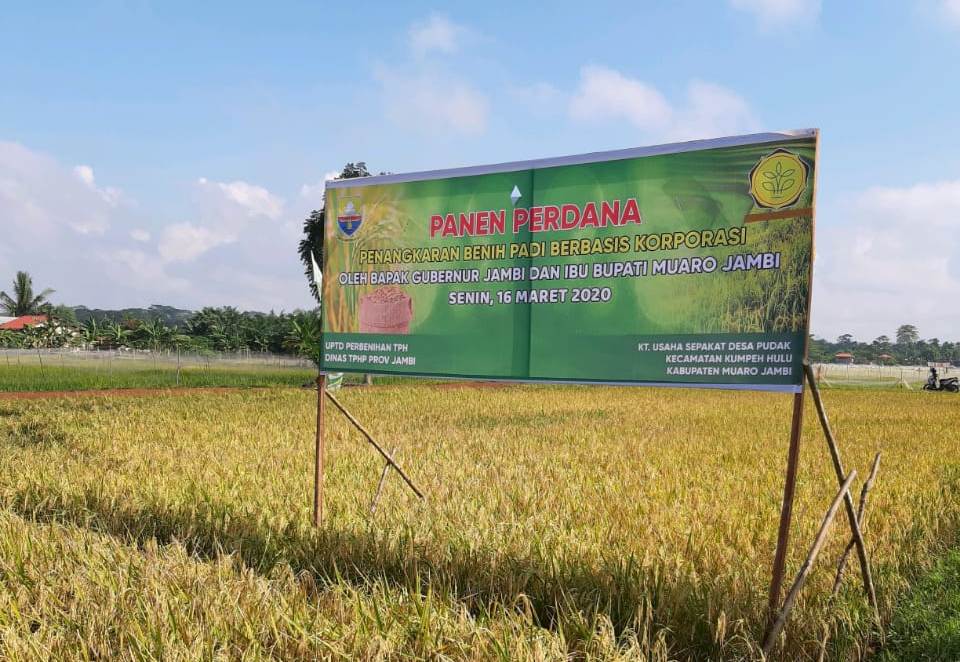 Areal persawahan dengan padi yang telah menguning dan siap dipanen di Kabupaten Jambi. 