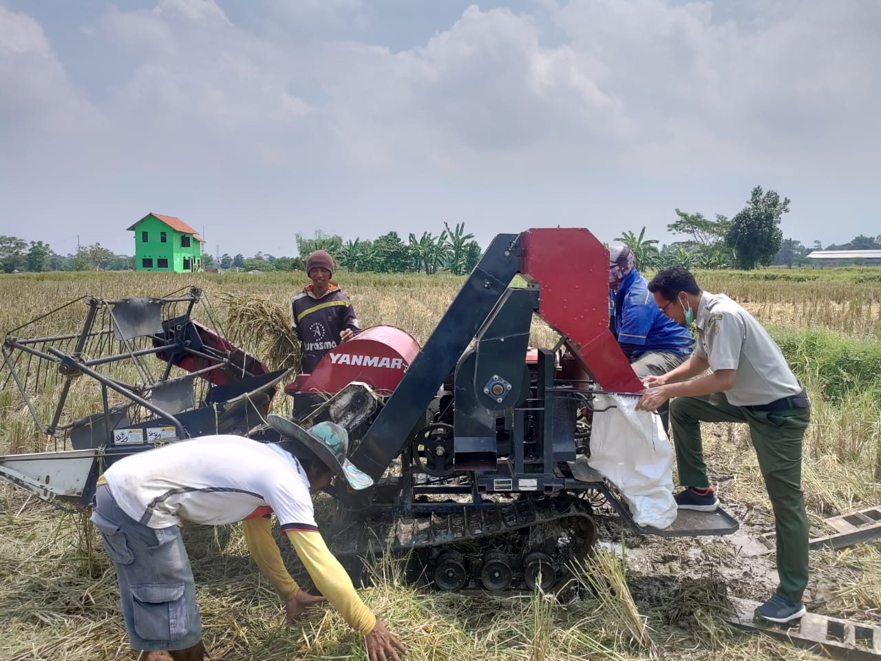 Petani di wilayah Blitar, Jawa Timur, telah menggunakan combain harvester (mesin pemanen).