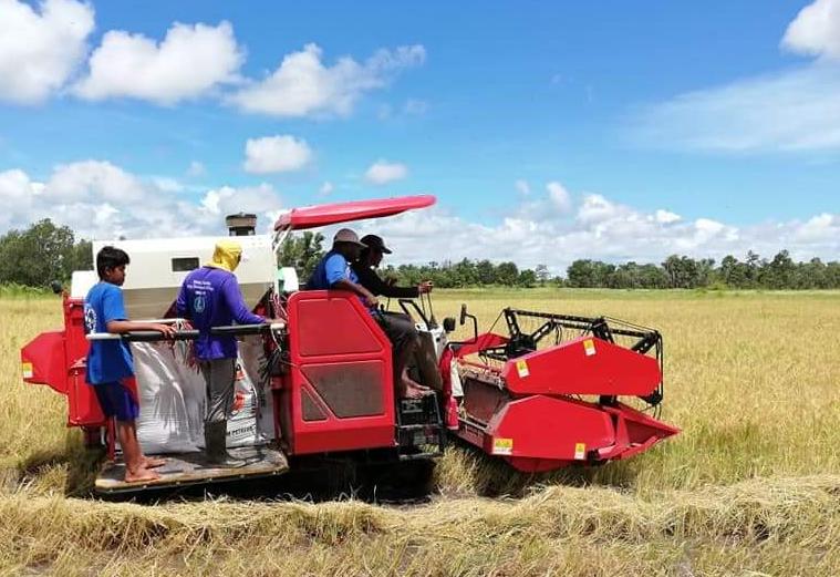 Di Kendal, Jateng, panen raya sudah berlangsung dari Februari 2020 dan masih terus berlangsung hingga Mei 2020. 