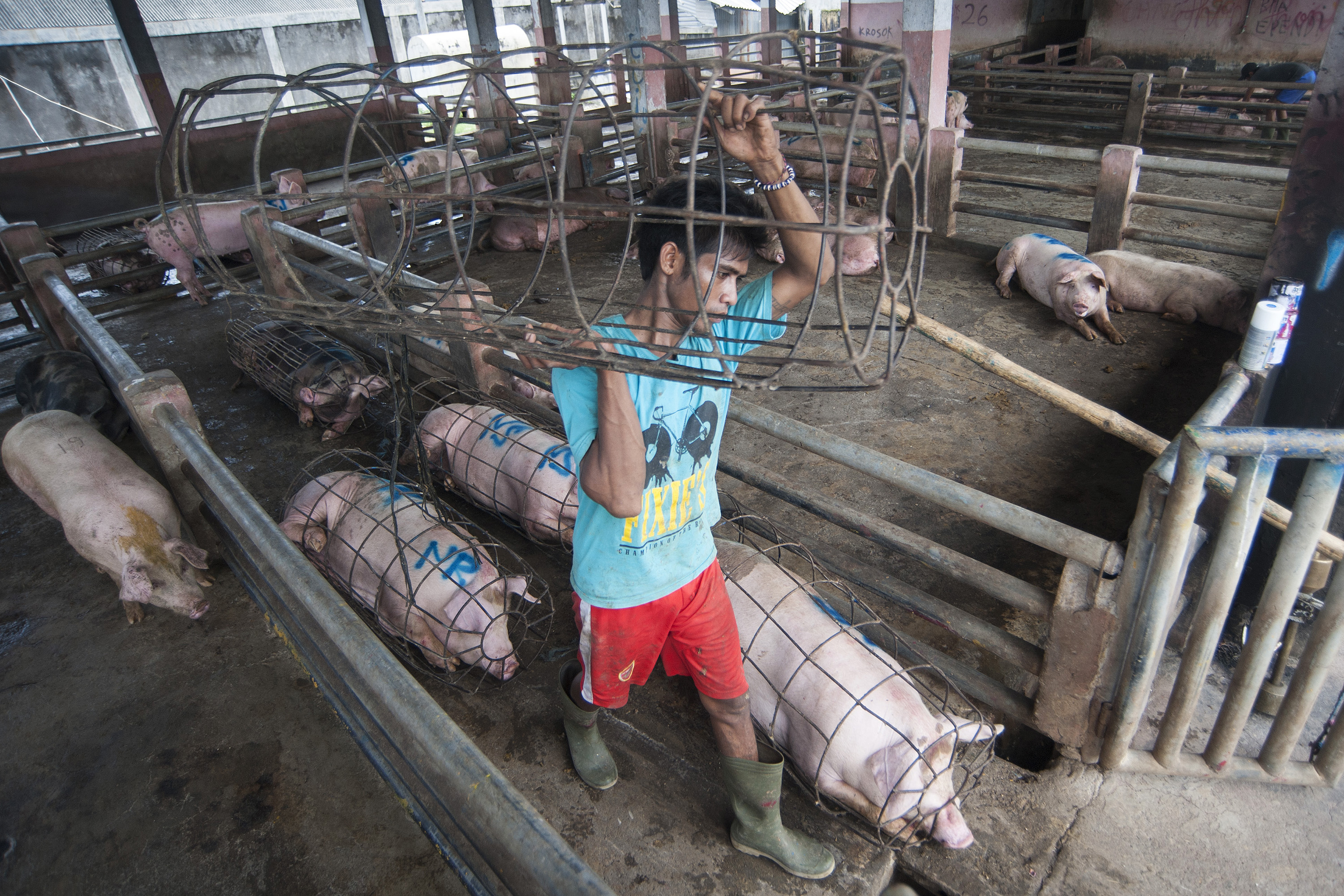 Peternakan babi (foto ilustrasi)