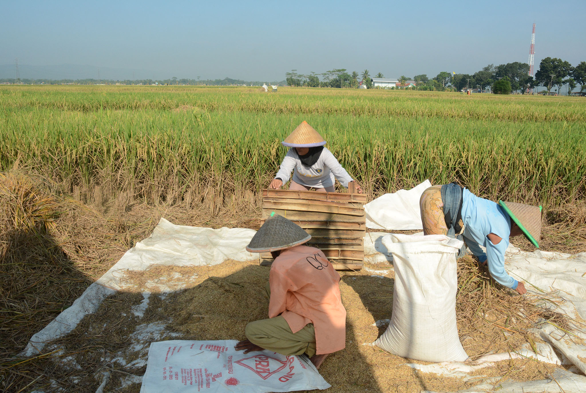 Sejumlah petani mulai memanen padi di Desa Menganti, Kecam atan Rawalo, Banyumas, Jawa Tengah.