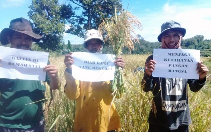Penyuluh pertanian di Kabupaten Cilegon, Provinsi Banten mendampingi petani di tengah pandemi Covid-19. 