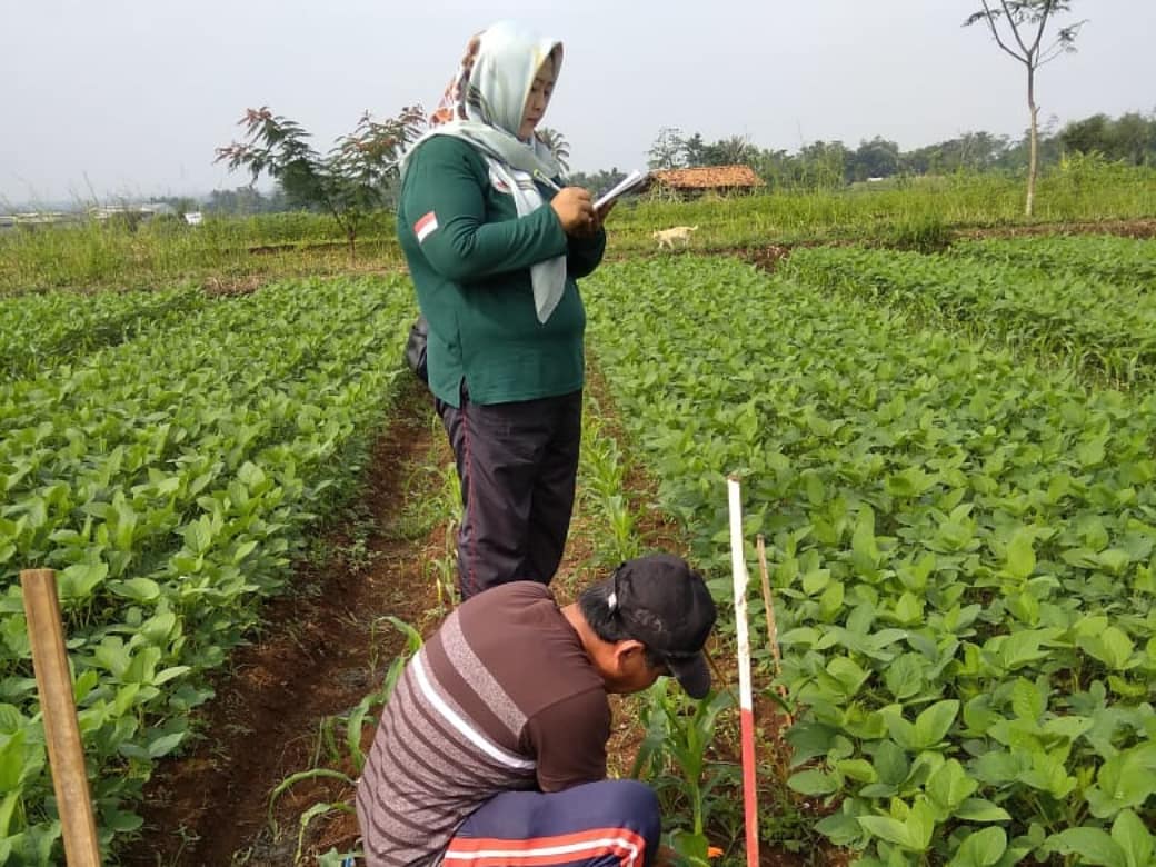 Kaji terap sebagai media diseminasi Inovasi teknologi kepada penyuluh dan petani. 