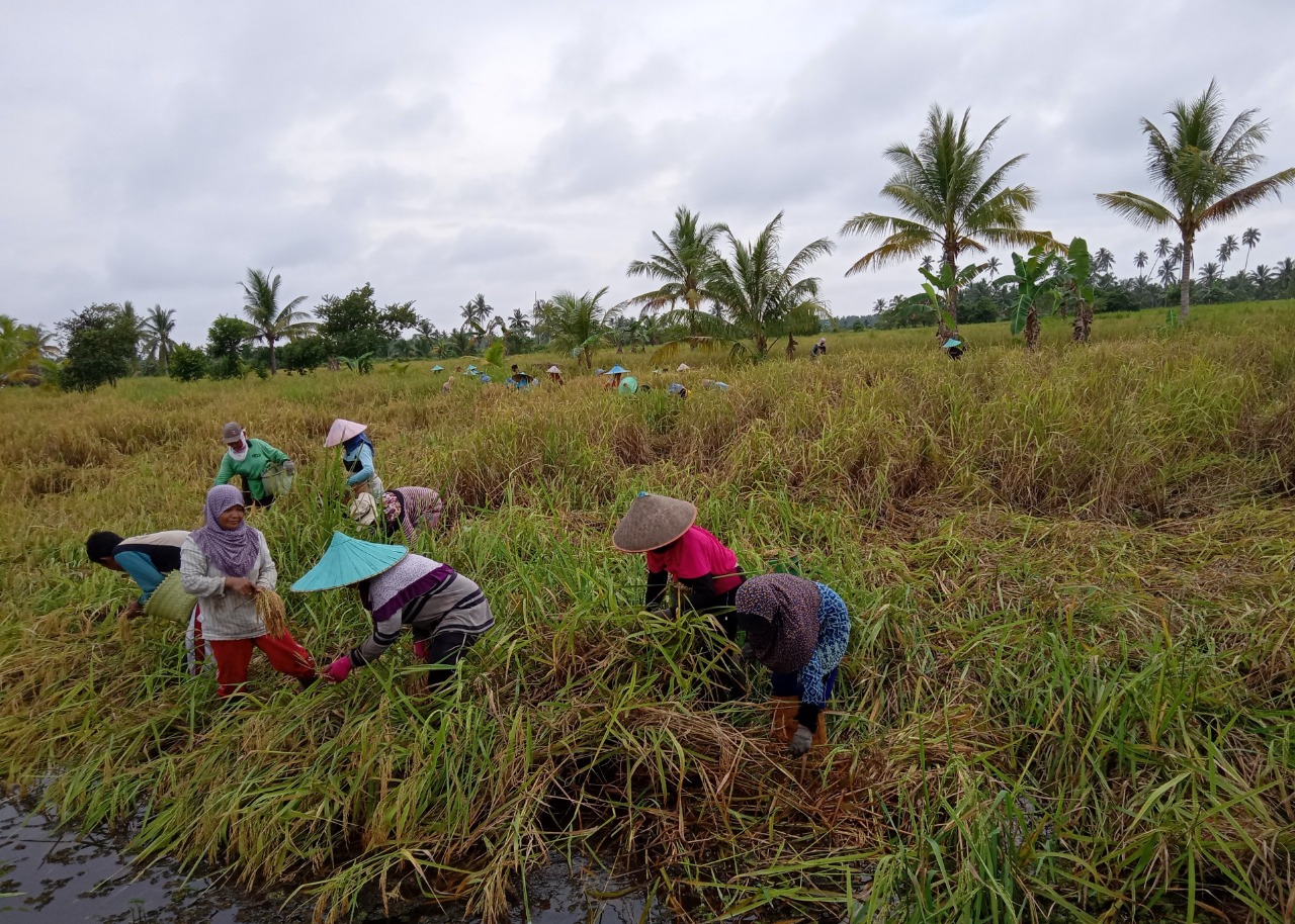 Para petani di Kabupaten Mempawah, Kalimantan Barat (Kalbar) mulai terlihat di musim panen tahun ini.