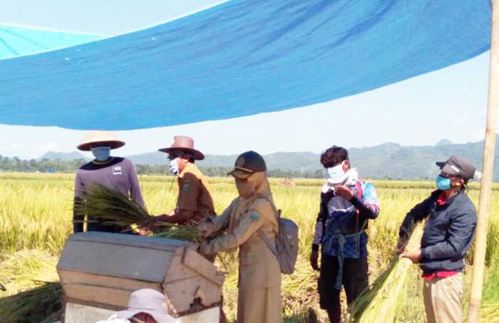 Petani milenial siapkan pangan berkelanjutan